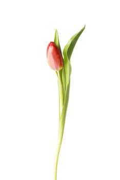 One separated fresh tulip flower. Isolated on white.