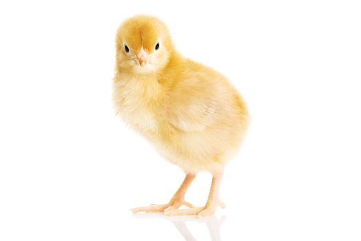 One small yellow separated chicken. Isolated on white.