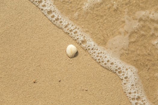 White sea shell and wave on sandy beach with copyspace 