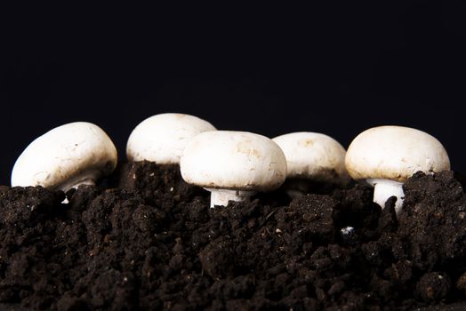 Fresh growing mashrooms in the ground. Ocer black background.