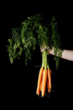 Bunch of fresh raw carrots. Over black background.
