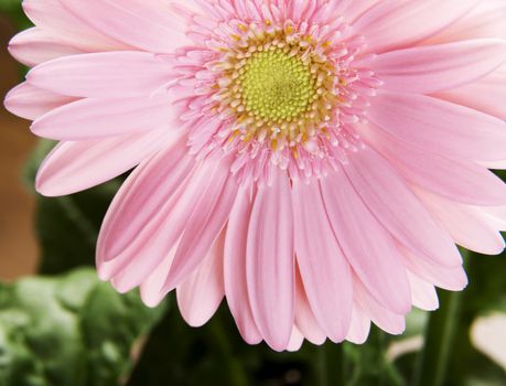 Close up on fresh pink gerbera flower with green leaves.