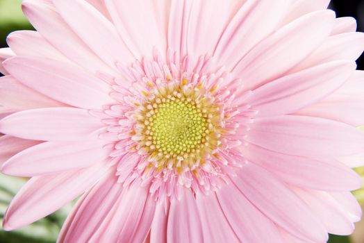 Close up on fresh pink gerbera flower with green leaves.