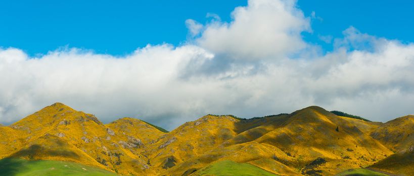 Beautiful mountains of New Zealand covered by blooming yellow gorse (Ulex europaeus). Panoramic photo
