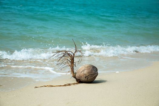 Coconut on the beach, white sand and blue sea background 