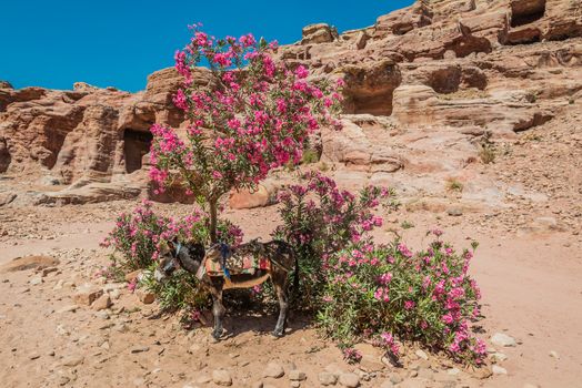 donkey in nabatean petra jordan middle east