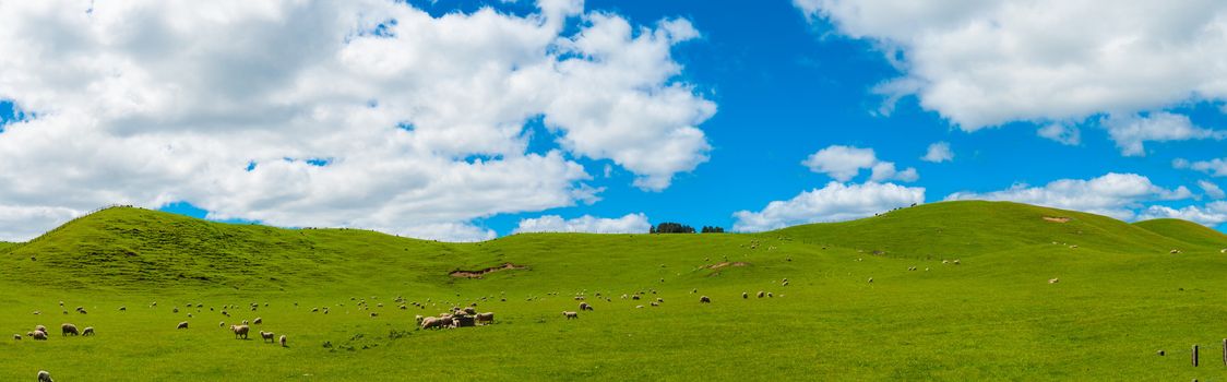 Common view in the New Zealand - hills covered by green grass with herds of sheep. Panoramic photo