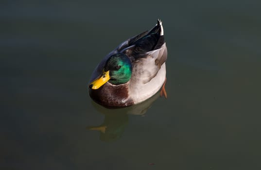 Funny duck swimming on a lake surface