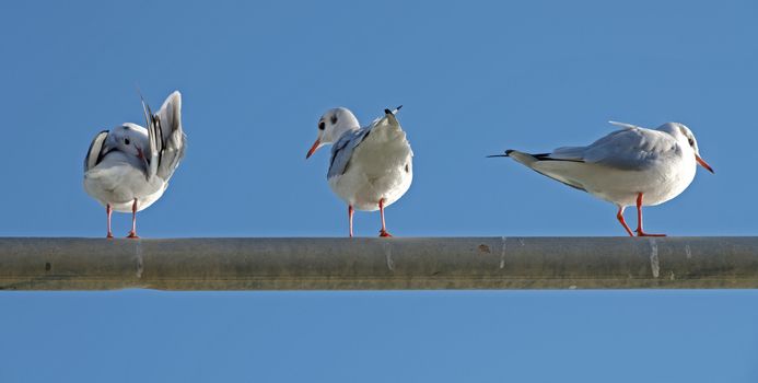 Three seagull Larus ridibundus while resting after a long fly.