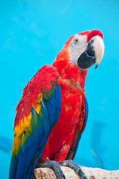 Beautiful photo of tropical parrot Ara macao or Scarlet Macaw