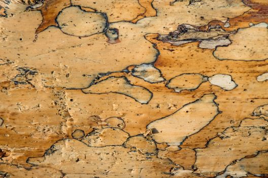 Close up on surface of a tree trunk left on the beach