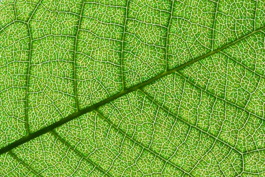 Nice macro photo of big green leaf