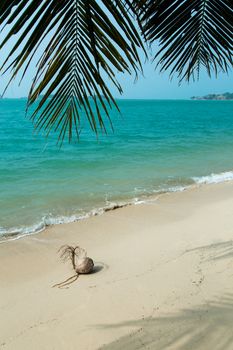 Coconut on beautiful tropical beach, white sand and blue sea background 