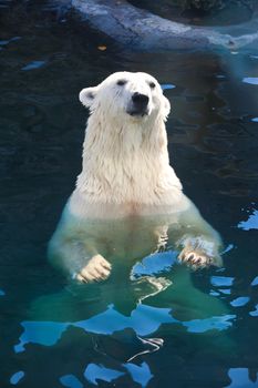 Nice photo of cute white polar bear