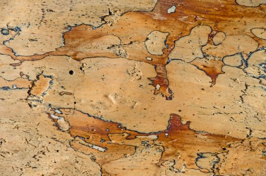 Close up on surface of a tree trunk left on the beach