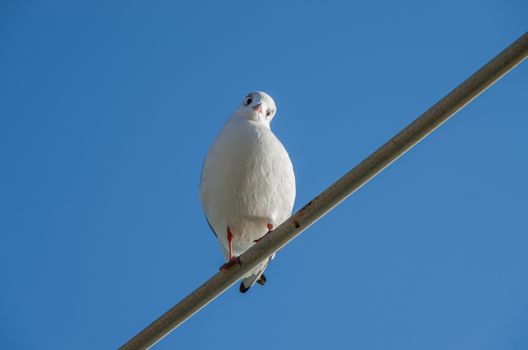 Seagull Larus ridibundus while resting after a long fly.