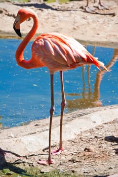 Beautiful American Flamingo staying in water, zoo lake