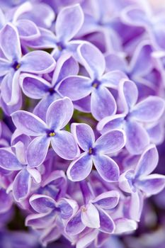 Blooming lilac flowers. Abstract background. Macro photo.