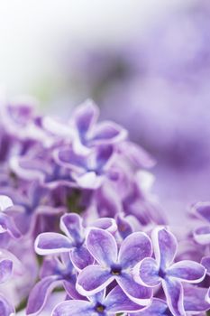 Blooming lilac flowers. Abstract background. Macro photo.