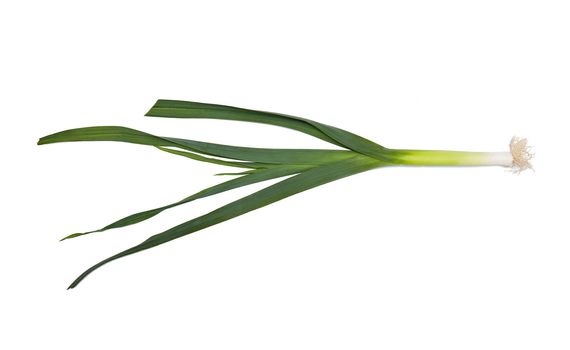 Leek isolated on the white background