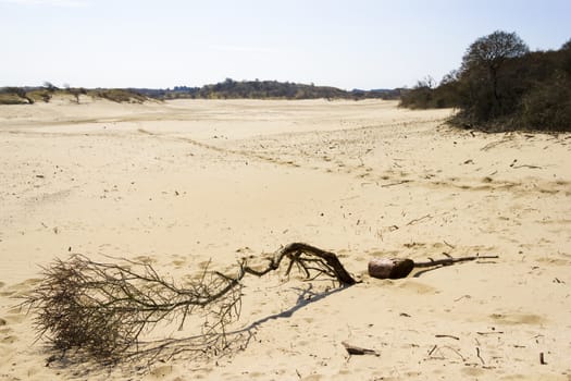 Sand landscape, National Park Zuid Kennemerland, The Netherlands