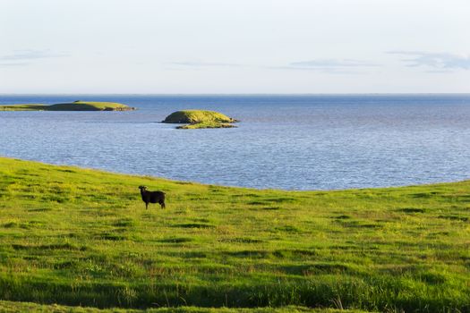 Iceland summer landscape. Goat on sea coast  in the meadows