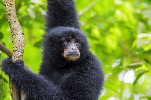 Siamang Gibbon hanging in the trees in Malaysia