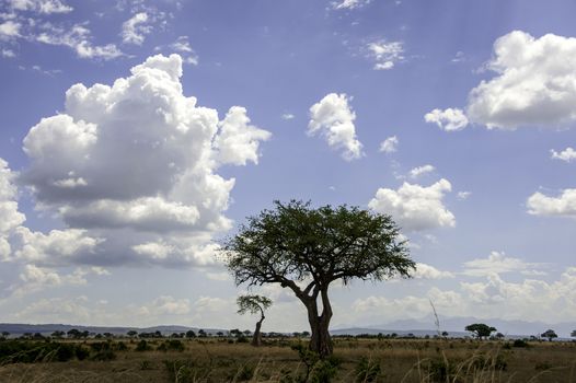 The Mikumi National Park under the sunshine in Tanzania.