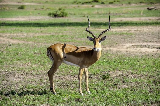 A antelope in Mikumi National Park of Tanzania.