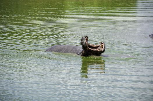 A hippo in Mikumi National Park of Tanzania.