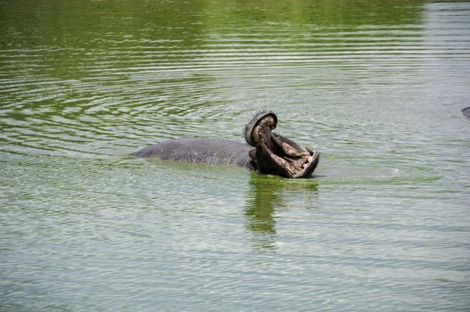 A hippo in Mikumi National Park of Tanzania.