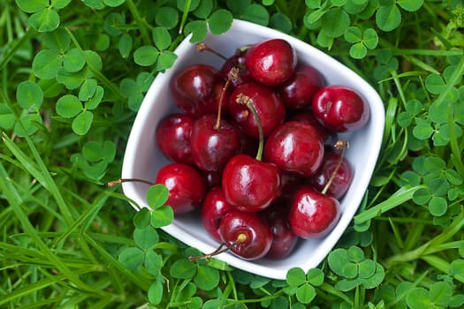 Cherries in a ceramic bowl on green grass