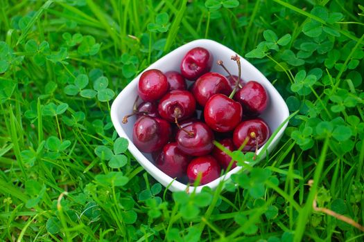 Cherries in a ceramic bowl on green grass