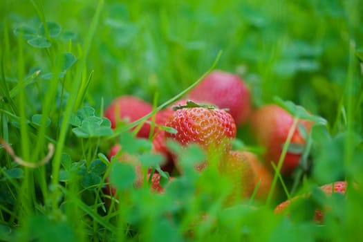 strawberries lying on green grass