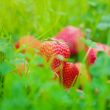 strawberries lying on green grass