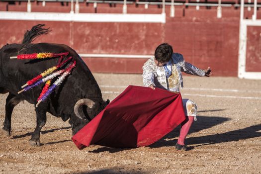 Beas de Segura, Jaen province, SPAIN - 11 october 2009: Bullfighter Alberto Lamelas bullfighting knees with your right hand gives a pass with the muleta in a very complicated position in the Bullring of Beas de segura,  Jaen province, Andalusia, Spain