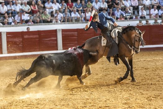 Pozoblanco, Cordoba province, SPAIN- 25 september 2011: Spanish bullfighter on horseback Pablo Hermoso de Mendoza bullfighting on horseback, Bull reaches the horse by nailing the right Horn in rear leg in Pozoblanco, Cordoba province, Andalusia, Spain