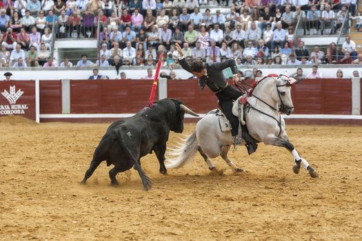 Pozoblanco, Cordoba province, SPAIN- 25 september 2011: Spanish bullfighter on horseback Leonardo Hernandez bullfighting on horseback, nailing flags the Act of bravery and risky position Bull in Pozoblanco, Cordoba province, Andalusia, Spain