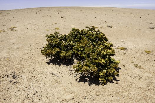 The Dollar Bush in Namib Desert where the average annual precipitation is less then 20mm.