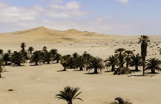 A palm tree in the Namib Desert.