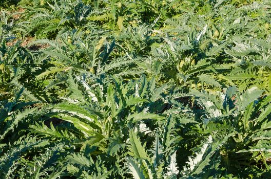 Full frame take of an artichoke plantation