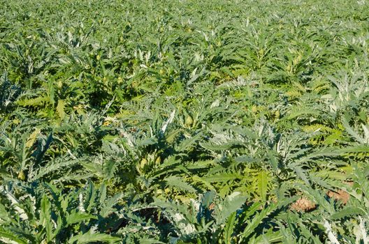 Full frame take of an artichoke plantation