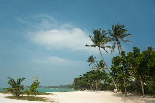 Beautiful tropical beach with palm trees 