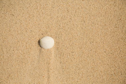 Beautiful white sea shell on tropical sand 