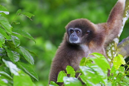 Gibbon monkey in Kota Kinabalu, Borneo, Malaysia