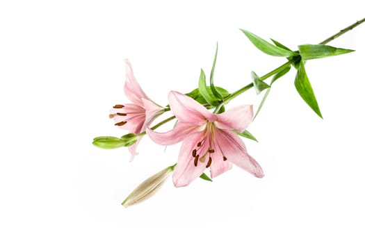 Beautiful fresh lily flower isolated on white