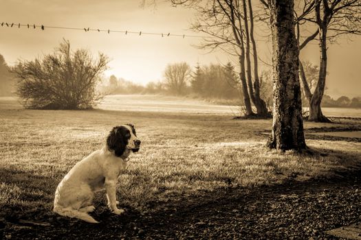 Cute Cocker Spaniel dog sitting on the lawn in misty weather