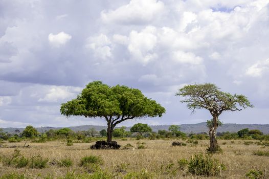 The Mikumi National Park under the sunshine in Tanzania.