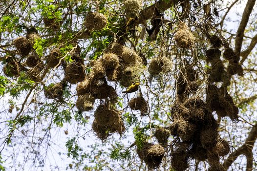 The bird nests in Morogoro of Tanzania.