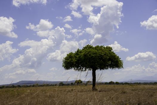 The Mikumi National Park under the sunshine in Tanzania.